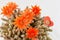 Orange cactus flower on a white background