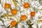 Orange Calendula and different green grass on white background. Blooming herbal plant marigold garden flowers.