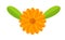 Orange Calendula flower with leaves symbol