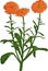 Orange Calendula flower. Vector