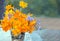 Orange calendula flowers