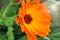 Orange calendula flowers. Fresh organic calendula marigold flowers background. Background with Calendula.