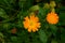 Orange calendula flowers look like little suns. Top view