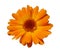 Orange calendula isolated on white