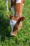 Orange calf grazing,young cow grazing on the grass in summer