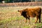 Orange calf looking taking a break from grazing and looking at the camera, San Francisco bay, California