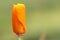 Orange California Poppy detail against soft green background