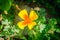 Orange California Poppy flower or Golden Poppy, Cup of Gold. Eschscholzia Californica