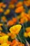 Orange California poppy flowers