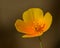 Orange California poppy, golden poppy, California sunlight, cup of gold eschscholzia flower