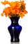 Orange California Poppy\'s In Blue Vase