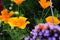 Orange Californian poppies in full bloom