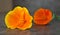 Orange Californian Poppies on a Gray Background