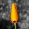 Orange Californian poppy