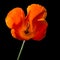 Orange Californian Poppy