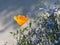 Orange Californian Poppy Flower, Eschscholzia Californica Plant