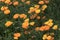 Orange californian poppy flower or golden poppy California