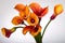 Orange Calla lilies (Zantedeschia) over white