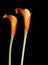 Orange Calla Lillies