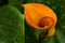 Orange Calla Lily