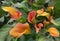 Orange calla lily with many leaves