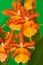 Orange Cambria Catatante orchid, blooming