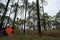 Orange camping tent on grass field in deep jungle or forest with pine trees