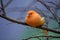 Orange Canary