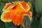 Orange canna flower