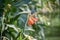 Orange Canna indica flowers.