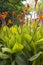 Orange canna lilies in a garden