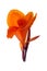 Orange canna lily flowers on white background. Clipping path