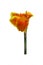 Orange canna lily flowers on white background. Clipping path
