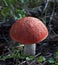 Orange cap boletus (aspen mushroom)