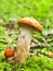 Orange cap boletus (aspen mushroom)