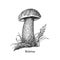 Orange cap boletus, drawn illustration in vector