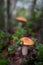 Orange-cap boletus, edible mushroom