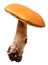 Orange-cap boletus. Forest mushrooms isolated on