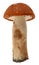 Orange-cap boletus. Forest mushrooms isolated on