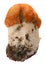 Orange-cap boletus. Forest mushrooms isolated on