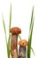 Orange-cap boletus. Forest mushrooms isolated on