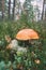 Orange-cap boletus growing in forest