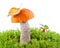 Orange-cap boletus (Leccinum) in a forest scene