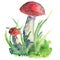 Orange cap boletus mushroom paited with watercolor