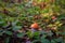 Orange-cap boletus mushroom in the wild forest, edible mushrooms, natural outdoor background