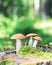 Orange Cap Boletus mushrooms