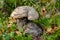 Orange-cap boletus with thick stem