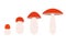Orange-cap boletus, vector illustration. set of edible mushrooms