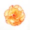 Orange carnation