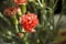 Orange carnation flower - details